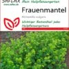 Frauenmantel | Heilpflanzensamen Von Saflax