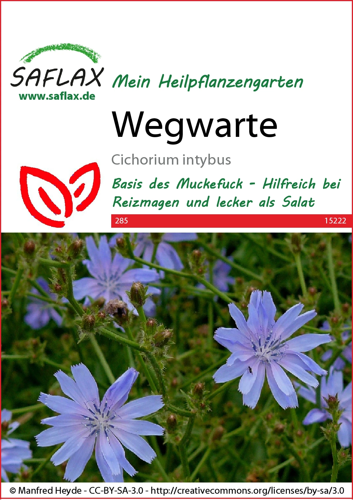 Wegwarte | Heilpflanzensamen Von Saflax