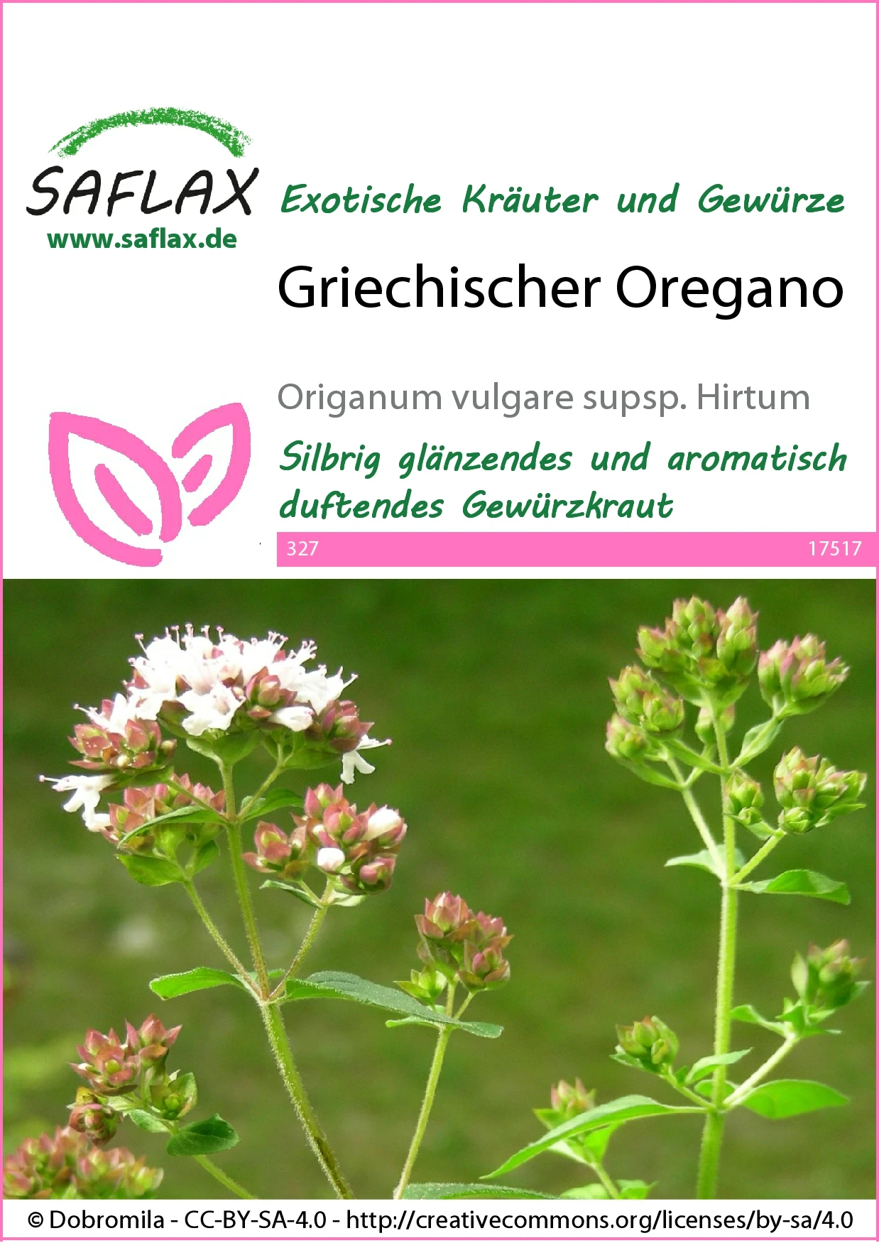 Griechischer Oregano | Oreganosamen Von Saflax â Bild 2