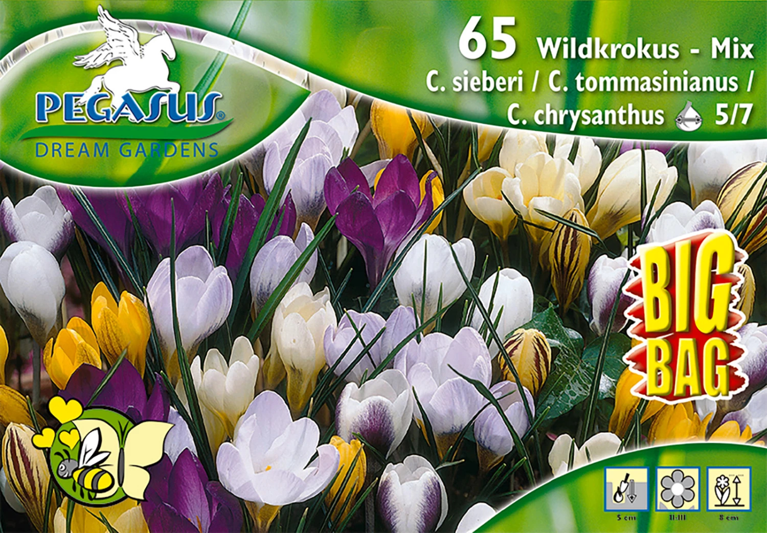 Botanische Krokus Mischung (60 Stück) | Krokuszwiebeln Von Pegasus – Bild 2