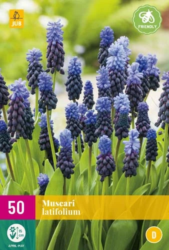 Traubenhyazinthe Latifolium (50 Stück) | Traubenhyazinthen Von Jub Holland