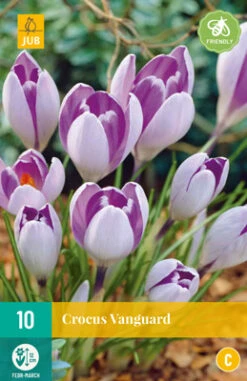 Krokus Vanguard (10 Stück) | Krokuszwiebeln Von Jub Holland